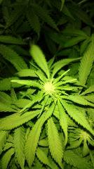 Blue dream