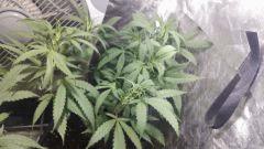 Strawberry Diesel