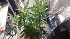 Cannalope Haze
