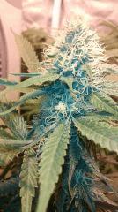 Strawberry diesel