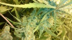 Cannalope Haze