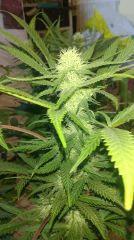 Strawberry Diesel