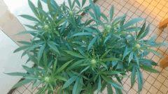 Strawberry Diesel