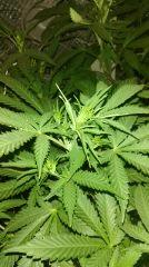Blue dream