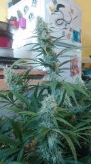 Canalope Haze
