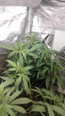 Cannalope Haze