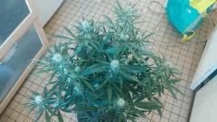 Cannalope Haze