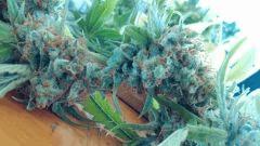 Cannalope Haze