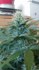 Blue Dream