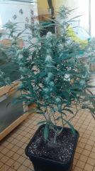 Cannalope Haze