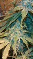 Cannalope Haze