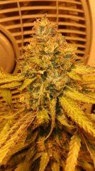Strawberry diesel
