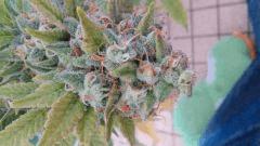 Bleu Dream