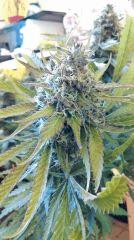 Strawberry Diesel
