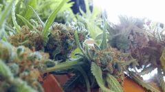 Cannalope Haze