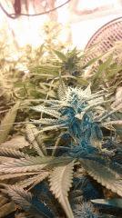 Blue Dream