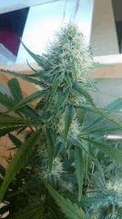 Cannalope Haze