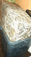 Racine des pot de 3L avant rempotage
