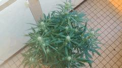Cannalope Haze