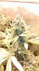 Bleu dream