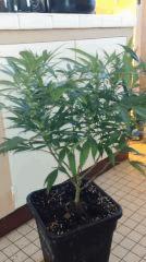 Strawberry Diesel
