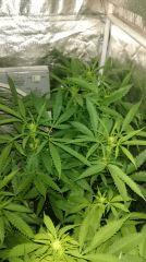 strawberry diesel