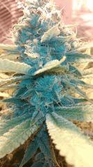 Blue Dream