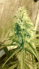 Cannalope Haze