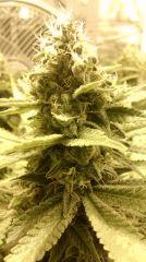 Blue Dream