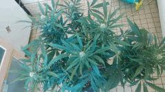 Strawberry Diesel