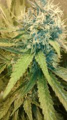 Strawberry Diesel