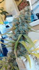 Cannalope haze