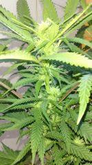 Strawberry Diesel
