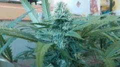 Strawberry Diesel