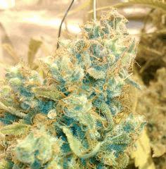 Cannalope haze