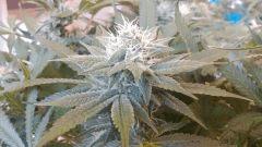 Blue Dream