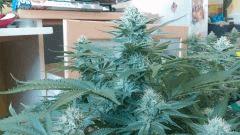 Blue Dream