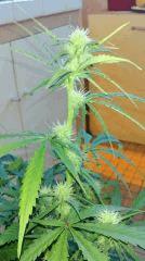 Cannalope Haze