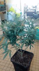 Strawberry Diesel