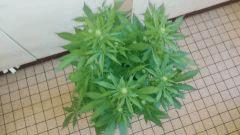 Blue Dream