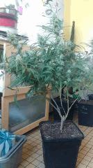 Canalope Haze