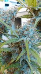 Cannalope Haze