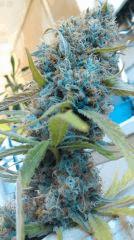 Cannalope Haze