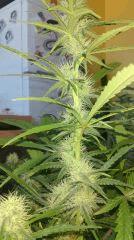 Cannalope Haze