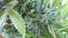 Bleu Dream