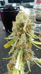 Cannalope Haze