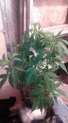 Cannalope Haze