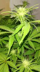 Blue dream
