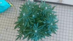Blue dream
