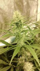 Cannalope Haze